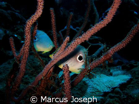 Four-eye Butterfly fish by Marcus Joseph 