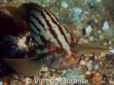 A very young grouper by Vittorio Durante 