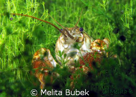 freshwater crayfish / Canon G9, macro lens by Melita Bubek 
