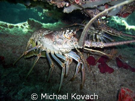 Lobster at night on the Inside Reef at Lauderdale by the Sea by Michael Kovach 