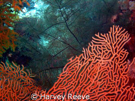 The beauty of coral life by Harvey Reeve 