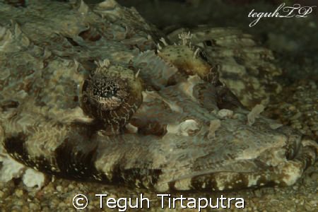 Crocodille fish...found in Raja Ampat, Papua, Indonesia. ... by Teguh Tirtaputra 