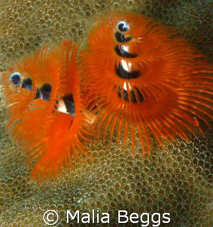 "Christmas Tree Worms".  Taken with Canon A650IS in macro... by Malia Beggs 