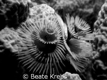 Christmas Tree Worm in black and white taken with my Cano... by Beate Krebs 