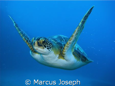 GREEN TURTLE ( Chelonia Mydas)
The green turtle has a wi... by Marcus Joseph 