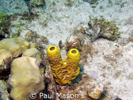 TUBE CORAL GRAND CAYMEN by Paul Mason 