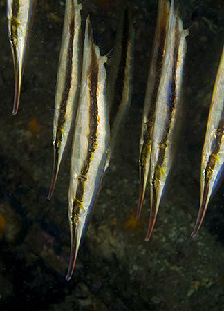 Razorfish (Aeoliscus strigatus) in Anilao. by Jim Chambers 