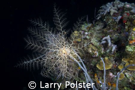 Basket star, night dive, Roatan, D70, Sigma 14 by Larry Polster 