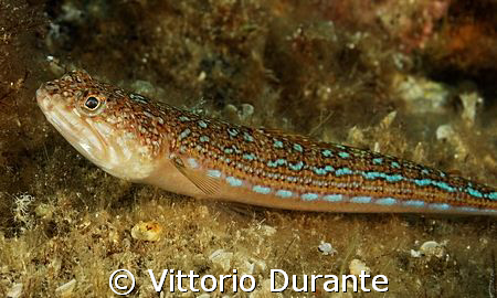 A lizard fish waiting for his prey by Vittorio Durante 