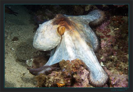 Common Octopus (Octopus vulgaris) in a white dress by Sven Tramaux 