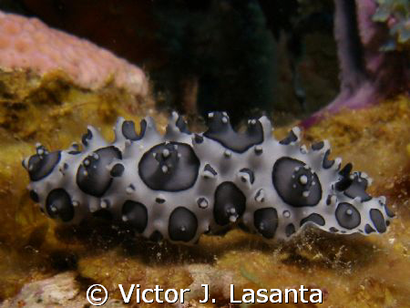 flat worm in the face dive site at parguera area,,PUERTO ... by Victor J. Lasanta 