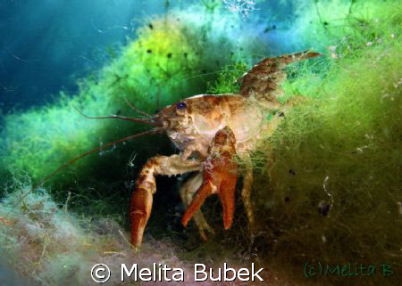crayfish from Cornino lake /Canon G9, macro lens, in-stro... by Melita Bubek 