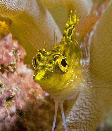 Diamond Blenny, one of my favorite little fish in the Car... by Deborah Chambers 