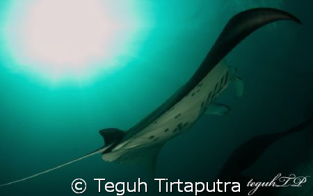 Manta Ray...Canon EOS 400D with Sea and Sea housing and s... by Teguh Tirtaputra 