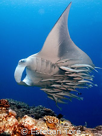 For the remoras this big manta was a nice place to take a... by Esteban Toré 