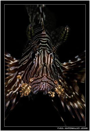 Lionfish portrait    Fuji S5 pro/105 VR by Yves Antoniazzo 