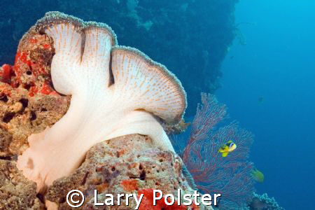 Sponge or soft coral ? Fiji waters, D70, Sigma 14 by Larry Polster 
