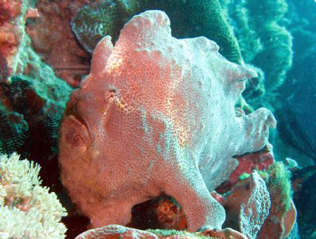 Giant Frog Fish in the bay at Puerto Galera. by Craig Montgomery 