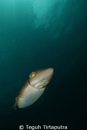 Cuttle Fish...Canon EOS 400D, Sea and Sea Housing and Str... by Teguh Tirtaputra 