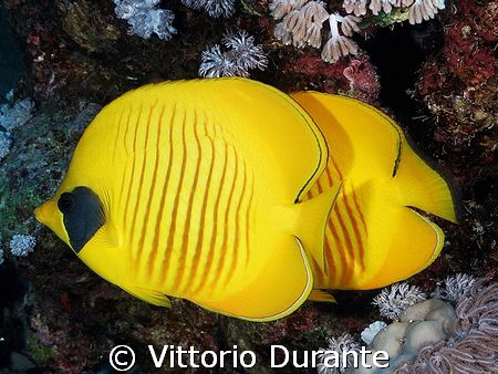 A couple of Chaetodon in Ras Mohammed Park by Vittorio Durante 