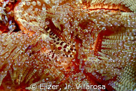 It's a Coleman Shrimp. Used 100mm macro on a Canon 450D. ... by Elizer, Jr. Villarosa 