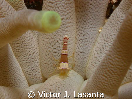 a sun anemone shrimp in the face dive site at parguera ar... by Victor J. Lasanta 