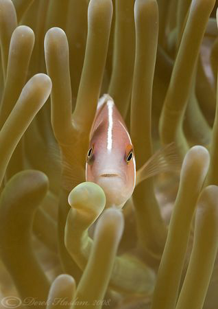 Pink anemonefish. Lembeh straits. D200, 60mm. by Derek Haslam 