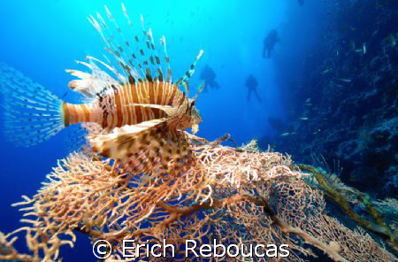 Lionfish with divers on the back in Ras Umm Sid, Sharm. 
... by Erich Reboucas 