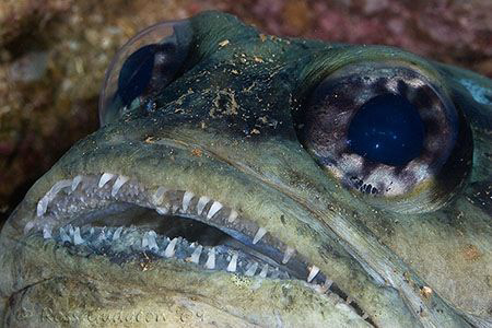 Jawfish.  Ningaloo Reef, Western Australia.  Canon 20D & ... by Ross Gudgeon 
