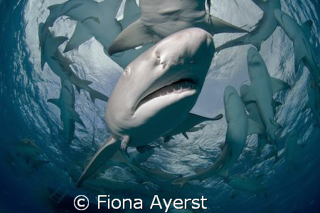 A group of very curious lemon sharks by Fiona Ayerst 