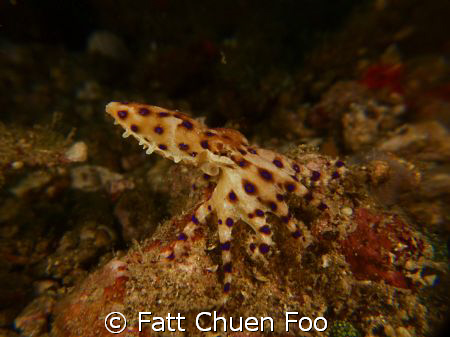 Tiny but lethal. Blue Ringed Octopus, Lembeh, North Sulawesi by Fatt Chuen Foo 