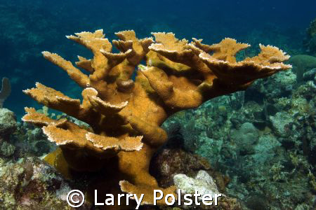 Staghorn coral, Fiji by Larry Polster 