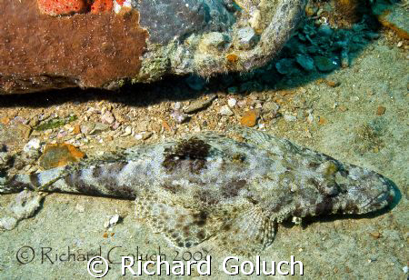 Crocodile Fish on the deck of Thistlegrom-Red Sea 2006 -C... by Richard Goluch 