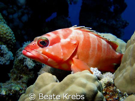 Please smile !  Grouper of the Red Sea taken with my Cano... by Beate Krebs 
