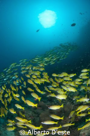 Coral Garden Dive side in Mafia Island.
Nikon D70S, 10,5... by Alberto D'este 