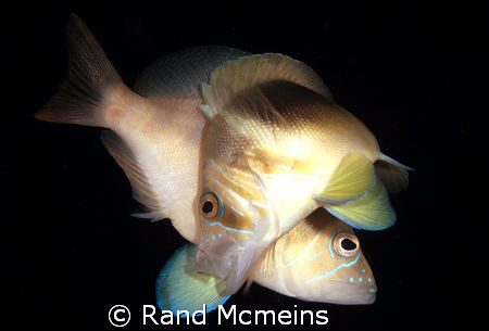 Mating Hamlets by Rand Mcmeins 