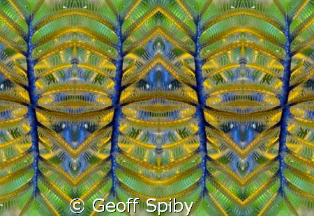featherstar abstract by Geoff Spiby 