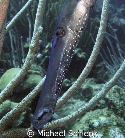 Trumpetfish doing the best he can to hide from my camera. by Michael Schlenk 