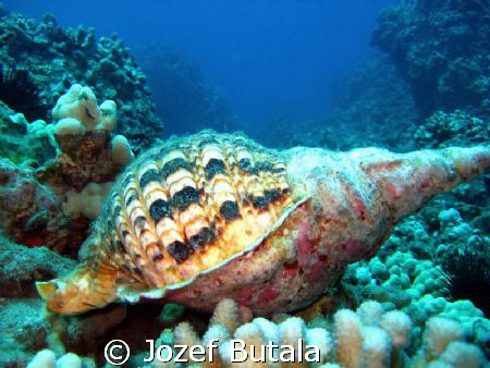 Triton trumpet snail shell,Ulua beach,Maui by Jozef Butala 