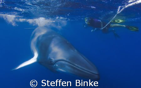Minke Whale and Snorkler by Steffen Binke 