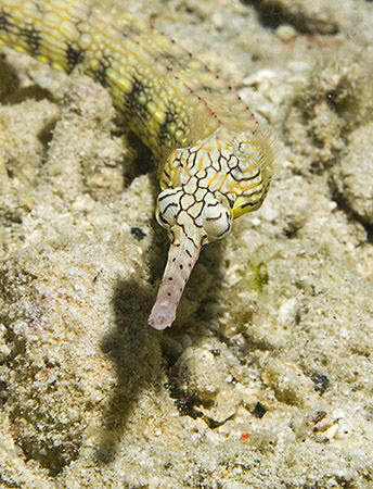 Network Pipefish (Corythoichthys flavofasciatus). by Jim Chambers 