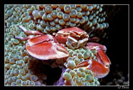 I just love these simbiotic porcelain crabs (neopetrolish... by Daniel Strub 