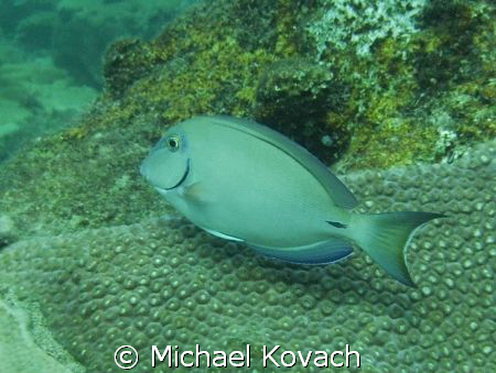 Ocean Surgeonfish on the Inside Reef at Lauderdale by the... by Michael Kovach 