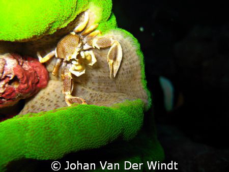 Anemone Crab taken on Similan Island #4. Using Canon Ixus... by Johan Van Der Windt 