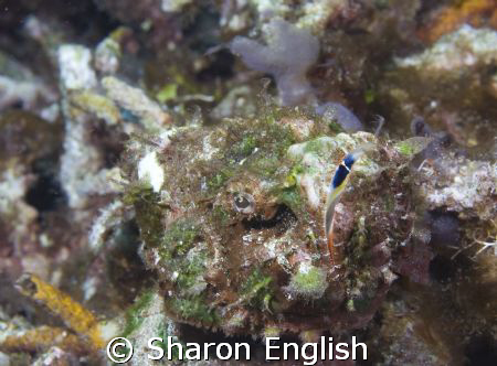 Scorpionfish - beautiful colours inside its mouth by Sharon English 