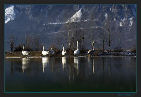 A swan family resting on the frozen pond by Sven Tramaux 