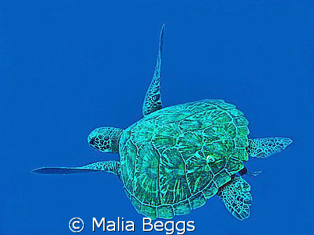 "Peacefully Gliding Green Sea Turtle"  Pescador Island, C... by Malia Beggs 