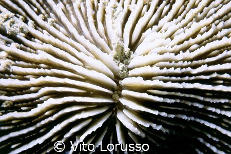 Corals by Vito Lorusso 