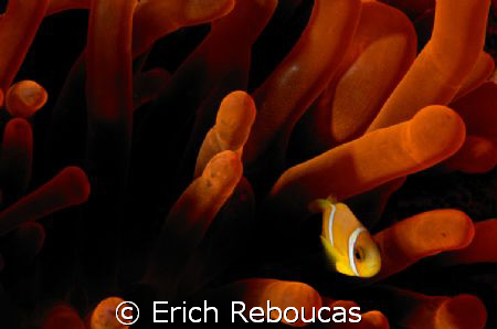 Red anemone and a baby anemonefish.
Near Garden, Sharm.
... by Erich Reboucas 