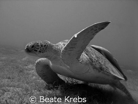 Turtle just before landing , taken with my Canon S70 by Beate Krebs 